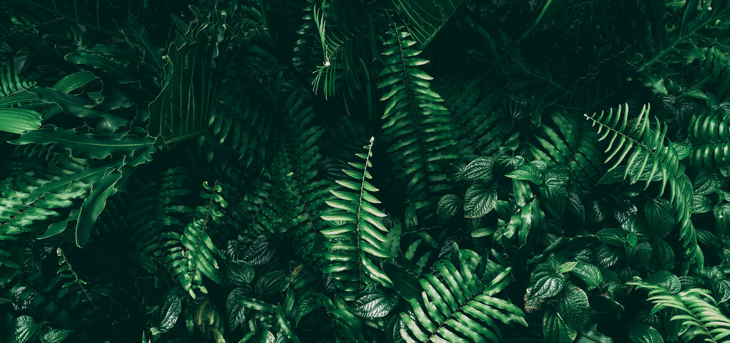 fern leaves